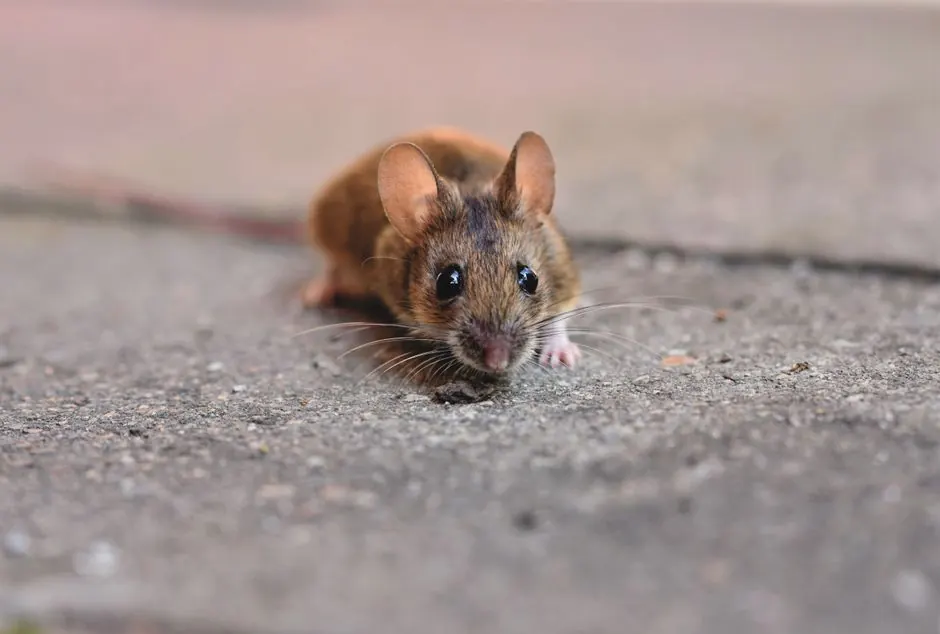 Experienced Rodent Control professionals at work