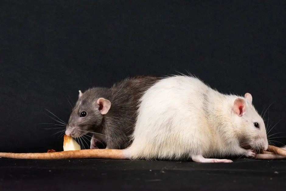 Professional Emergency Rodent Control Services in Prescott